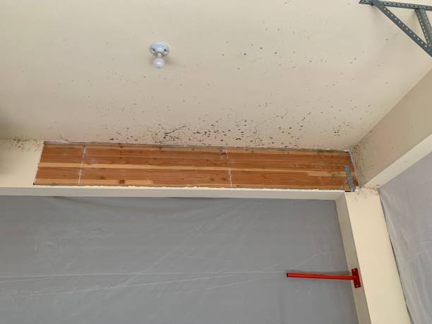 Mold Removal for HVAC Installations in Whitehall, MI